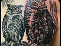 owls