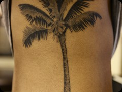 palm-tree